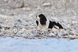 CAVALIER KING CHARLES 244